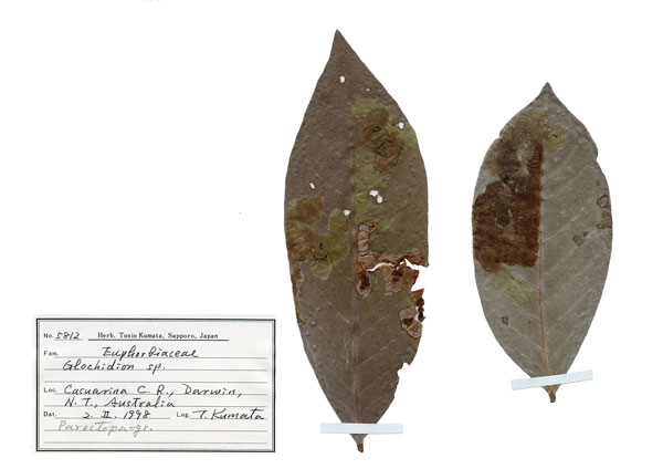 /filer/webapps/moths_gc/media/images/C/cornuta_Diphtheroptilia_PT1_host-plant_ANIC.jpg