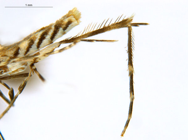 /filer/webapps/moths_gc/media/images/C/cornuta_Diphtheroptilia_PT1_leg_ANIC.jpg