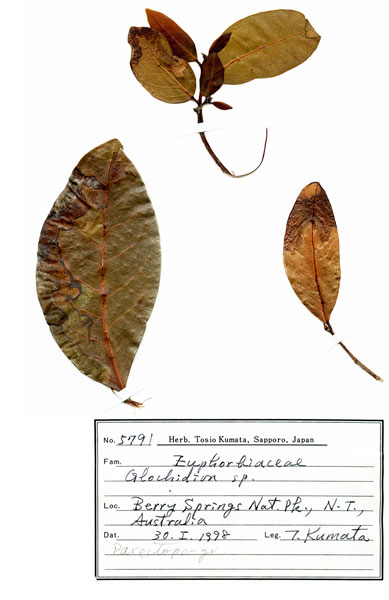 /filer/webapps/moths_gc/media/images/C/cornuta_Diphtheroptilia_PT3_host-plant_ANIC.jpg
