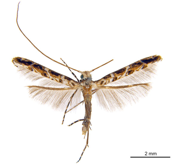 /filer/webapps/moths_gc/media/images/C/cornuta_Diphtheroptilia_PT4_ANIC_9avzdGh.jpg