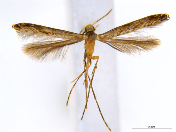 /filer/webapps/moths_gc/media/images/C/cornuta_Diphtheroptilia_PT5_ANIC.jpg