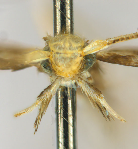 /filer/webapps/moths_gc/media/images/C/cornuta_Diphtheroptilia_PT5_head1_ANIC.jpg