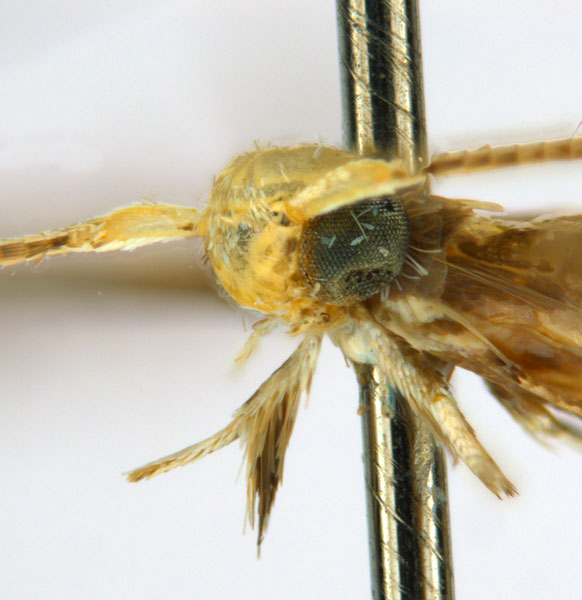 /filer/webapps/moths_gc/media/images/C/cornuta_Diphtheroptilia_PT5_head2_ANIC.jpg
