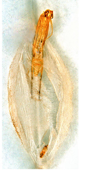/filer/webapps/moths_gc/media/images/C/cornuta_Diphtheroptilia_PT5_pupa_ANIC.jpg