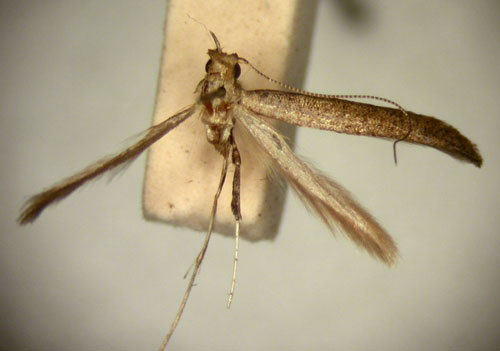 /filer/webapps/moths_gc/media/images/C/corrugata_Caloptilia_HT_TMSA329.jpg