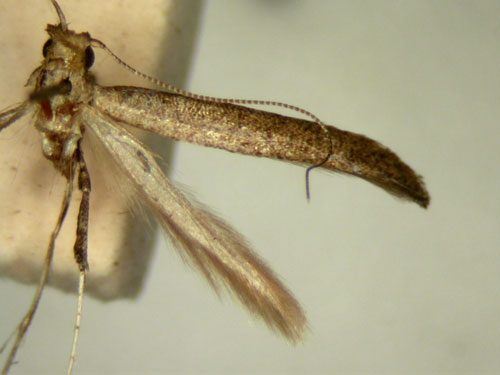 /filer/webapps/moths_gc/media/images/C/corrugata_Caloptilia_HT_TMSA329b.jpg
