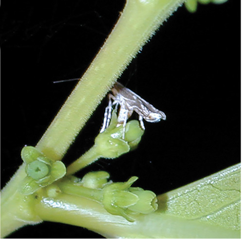 /filer/webapps/moths_gc/media/images/C/corruptrix_Epicephala_A_Kawakita-et-Kato_2016_106.jpg