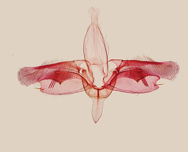 /filer/webapps/moths_gc/media/images/C/corruptrix_Epicephala_GM_Kawakita-et-Kato_2016_94.jpg