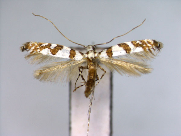 /filer/webapps/moths_gc/media/images/C/corticicola_Spulerina_PT_EIHU.jpg