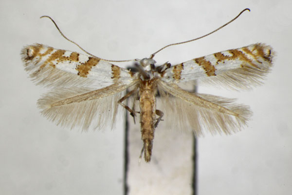 /filer/webapps/moths_gc/media/images/C/corticicola_Spulerina_PT_ZSM_2.jpg