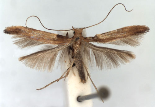 /filer/webapps/moths_gc/media/images/C/coruscans_Caloptilia_A_WJDP.jpg