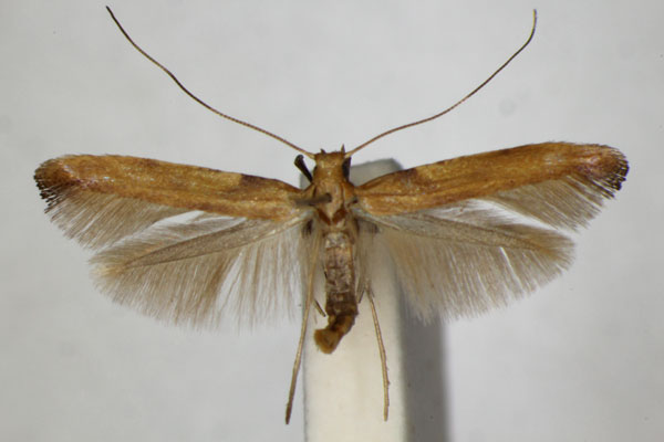 /filer/webapps/moths_gc/media/images/C/coruscans_schinella_Caloptilia_A_ZSM.jpg