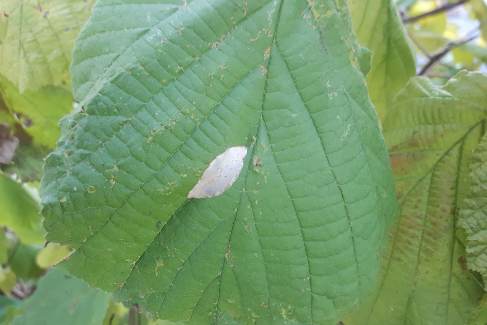 /filer/webapps/moths_gc/media/images/C/coryli-Phyllonorycter_M_03.jpg