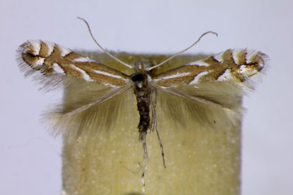 /filer/webapps/moths_gc/media/images/C/coryli_Phyllonorycter_A_BMNH.jpg