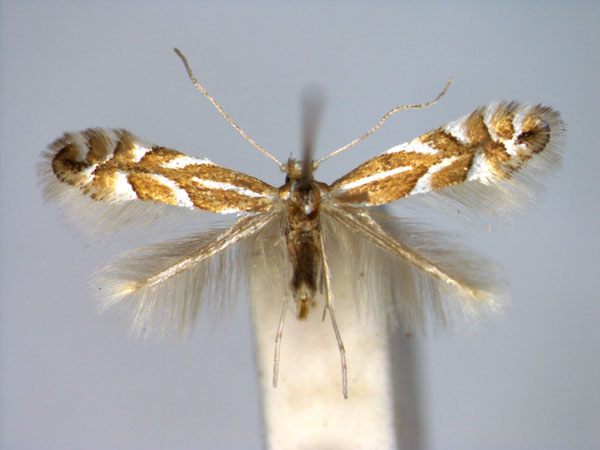 /filer/webapps/moths_gc/media/images/C/coryli_Phyllonorycter_A_EIHU.jpg