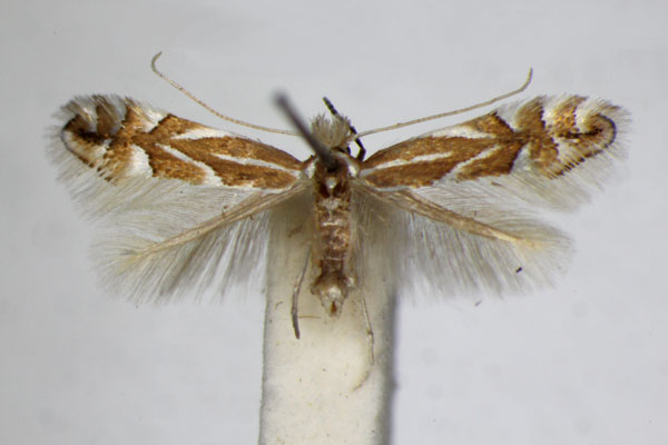 /filer/webapps/moths_gc/media/images/C/coryli_Phyllonorycter_A_ZSM.jpg