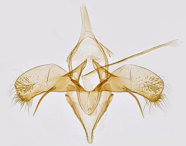 /filer/webapps/moths_gc/media/images/C/coryli_Phyllonorycter_GM_Hall.jpg