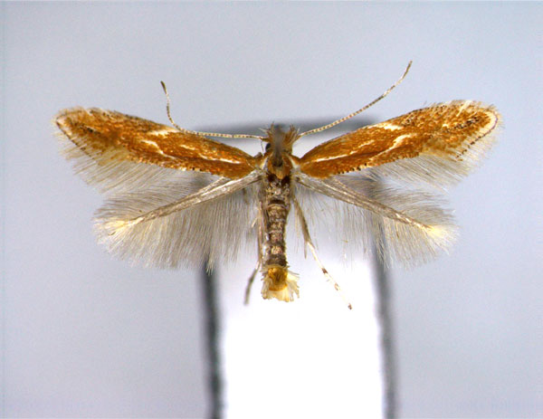 /filer/webapps/moths_gc/media/images/C/corylifoliella_Phyllonorycter_A_2_EIHU.jpg
