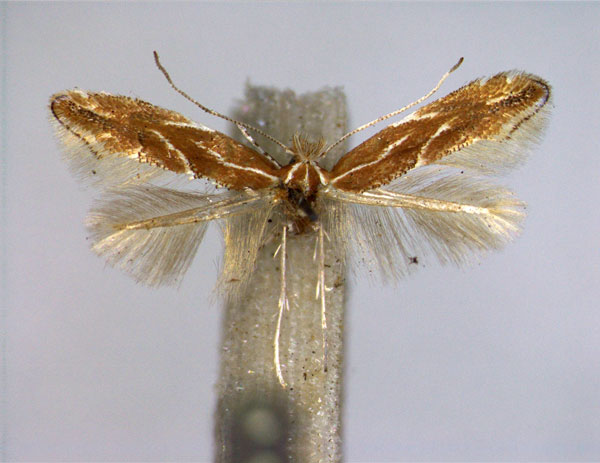 /filer/webapps/moths_gc/media/images/C/corylifoliella_Phyllonorycter_A_EIHU.jpg