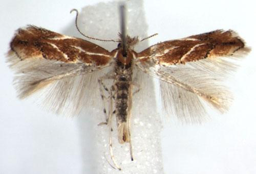 /filer/webapps/moths_gc/media/images/C/corylifoliella_Phyllonorycter_A_WJDP_02.jpg