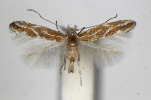 /filer/webapps/moths_gc/media/images/C/corylifoliella_Phyllonorycter_A_ZSM.jpg