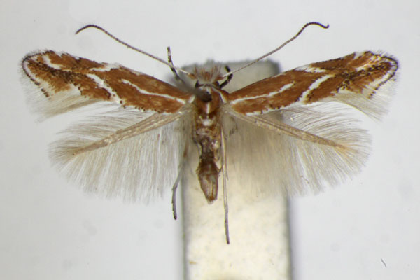 /filer/webapps/moths_gc/media/images/C/corylifoliella_Phyllonorycter_A_ZSM_2.jpg