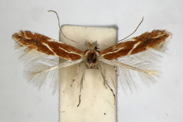 /filer/webapps/moths_gc/media/images/C/corylifoliella_Phyllonorycter_A_ZSM_4.jpg
