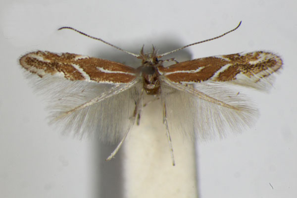 /filer/webapps/moths_gc/media/images/C/corylifoliella_Phyllonorycter_A_ZSM_5.jpg