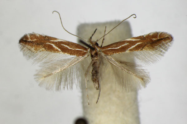 /filer/webapps/moths_gc/media/images/C/corylifoliella_Phyllonorycter_A_ZSM_7.jpg
