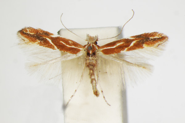 /filer/webapps/moths_gc/media/images/C/corylifoliella_Phyllonorycter_A_ZSM_8.jpg