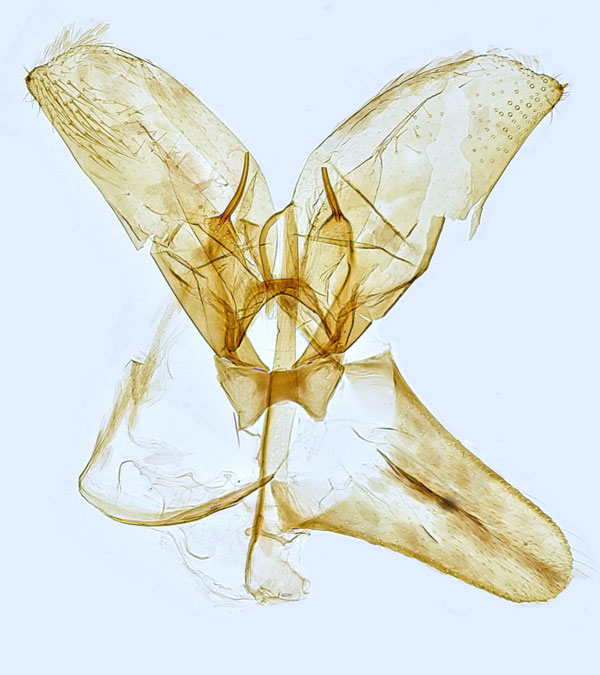 /filer/webapps/moths_gc/media/images/C/corylifoliella_Phyllonorycter_GM_Hall.jpg