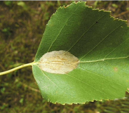 /filer/webapps/moths_gc/media/images/C/corylifoliella_Phyllonorycter_M_Kirichenko-et-al_2017b_188.jpg