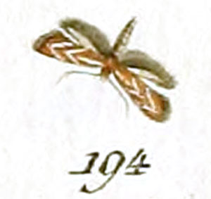 /filer/webapps/moths_gc/media/images/C/corylifoliella_Tinea_HT_Huebner_28-194.jpg