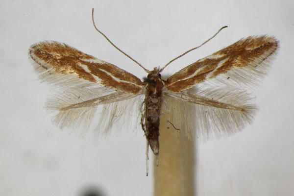/filer/webapps/moths_gc/media/images/C/corylifoliella_betulae_Phyllonorycter_A_ZSM.jpg