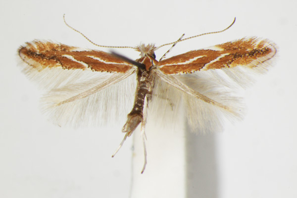 /filer/webapps/moths_gc/media/images/C/corylifoliella_betulae_Phyllonorycter_A_ZSM_3.jpg