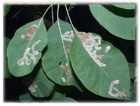 /filer/webapps/moths_gc/media/images/C/cotinivora_Cameraria_Mine_2_Davis et Graves_2016_250.jpg