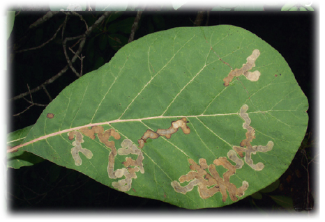 /filer/webapps/moths_gc/media/images/C/cotinivora_Cameraria_Mine_3_Davis et Graves_2016_250.jpg