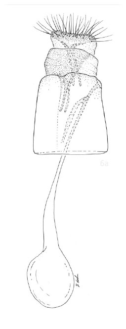 /filer/webapps/moths_gc/media/images/C/cotinivora_Cameraria_PT_GF_Davis et Graves_2016_249.jpg