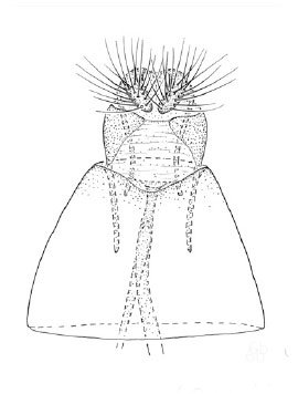 /filer/webapps/moths_gc/media/images/C/cotinivora_Cameraria_PT_GFa_Davis et Graves_2016_249.jpg
