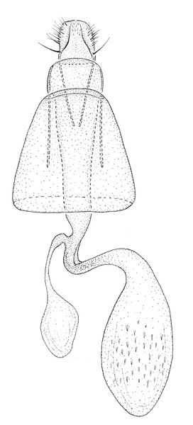 /filer/webapps/moths_gc/media/images/C/coursetiae_Macrosaccus_GF_Eiseman-&-Davis_2017_387_2.jpg
