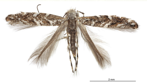 /filer/webapps/moths_gc/media/images/C/coursetiae_Macrosaccus_HT_Eiseman-&-Davis_2017_386.jpg