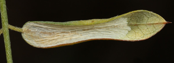 /filer/webapps/moths_gc/media/images/C/coursetiae_Macrosaccus_M_Eiseman-&-Davis_2017_387.jpg