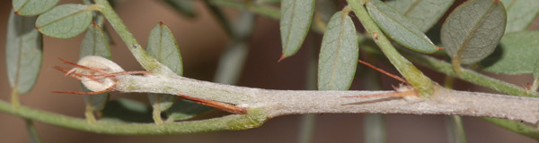 /filer/webapps/moths_gc/media/images/C/coursetiae_Macrosaccus_M_Eiseman-&-Davis_2017_388_3.jpg