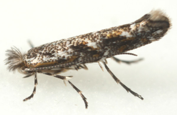 /filer/webapps/moths_gc/media/images/C/coursetiae_Macrosaccus_PT_Eiseman-&-Davis_2017_386.jpg