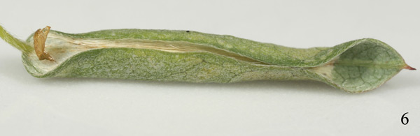 /filer/webapps/moths_gc/media/images/C/coursetiae_Macrosaccus_P_Eiseman-&-Davis_2017_387.jpg
