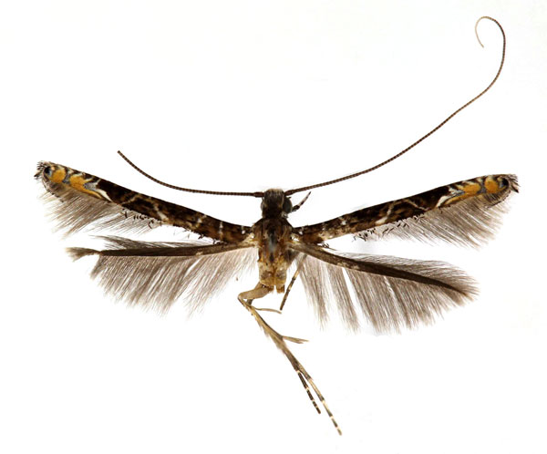 /filer/webapps/moths_gc/media/images/C/cramerella_Conopomorpha_AF_RMCA650.jpg