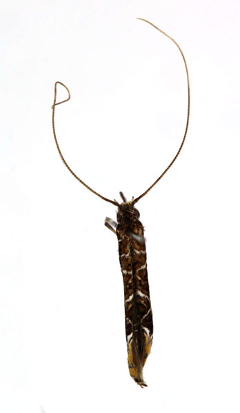 /filer/webapps/moths_gc/media/images/C/cramerella_Conopomorpha_A_JDP.jpg