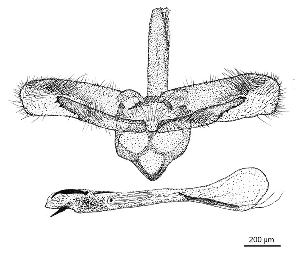 /filer/webapps/moths_gc/media/images/C/cramerella_Conopomorpha_GM_De-Prins-etal_2025_31.jpg