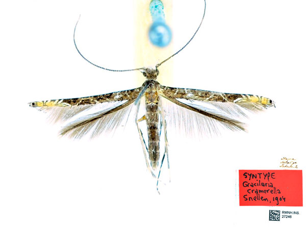 /filer/webapps/moths_gc/media/images/C/cramerella_Conopomorpha_LT_RMNH_INS27246.jpg
