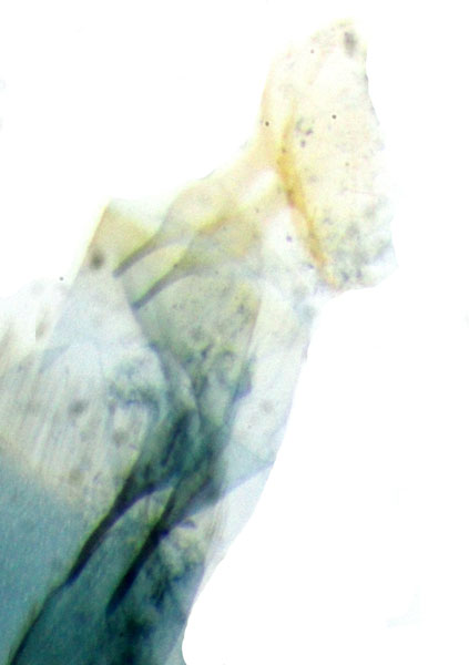 /filer/webapps/moths_gc/media/images/C/cramerella_Conopomorpha_apophyses_RMCA650.jpg